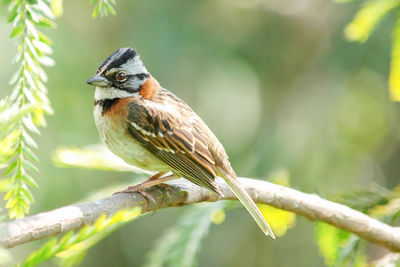 Close-up of bird perching on branch