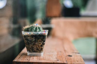 Close-up of succulent plant on table