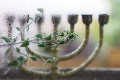 Close-up of plant in water