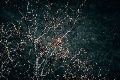 Close-up of flowering plant against trees