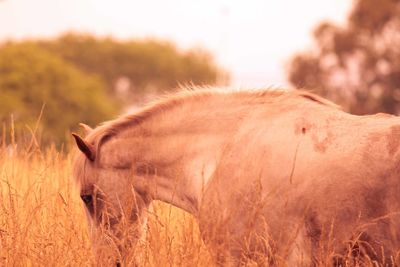 Side view of horse on field