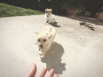 Cropped hand by dogs in back yard