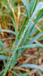 Close-up of dew on grass