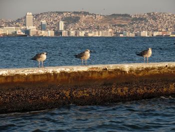 Seagulls in sea