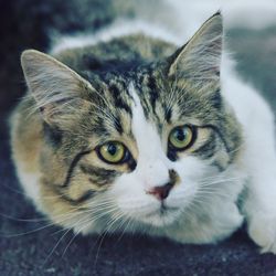 Close-up portrait of tabby cat