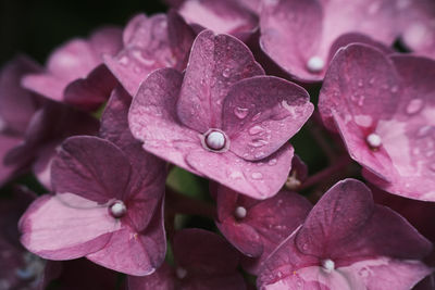 Close-up of wet pink flower