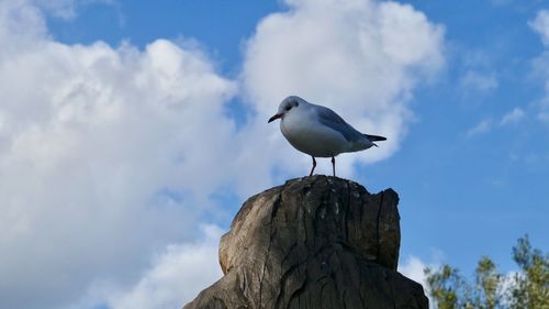 Low angle view of seagull perching on wood against sky