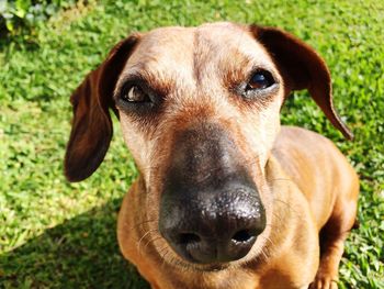 Close-up portrait of dog