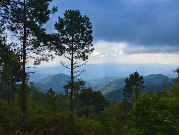 Trees in forest against sky