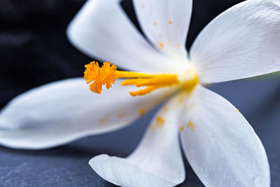 Close-up of fresh white flower