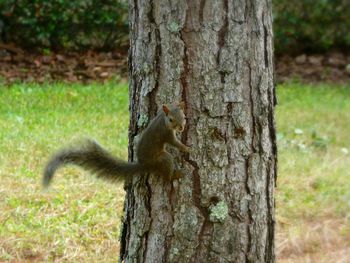 Squirrel on tree trunk