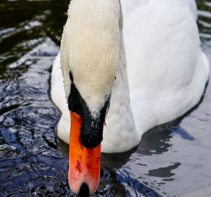 Close-up of swan swimming in lake