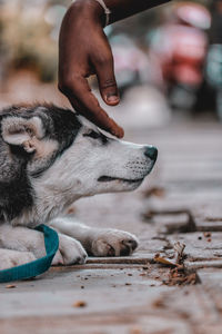 Person stroking dog