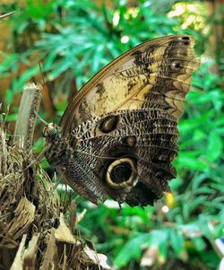 Close-up of butterfly on the ground