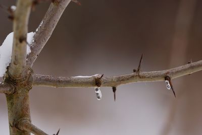 Close-up of rusty metal on branch