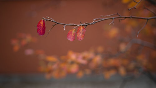 Close-up of pink leaves on plant during sunset