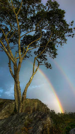 Low angle view of tree against rainbow in sky