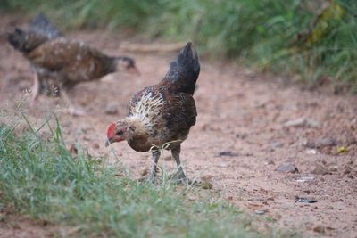 Close-up of a bird on field