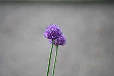 Close-up of purple flowering plant