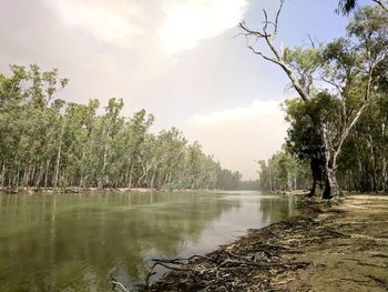 Scenic view of lake in forest against sky