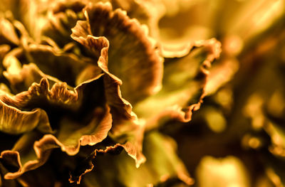 Close-up of yellow flowers