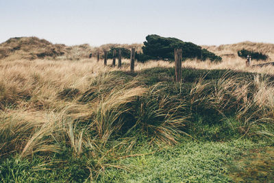 Scenic view of field against clear sky