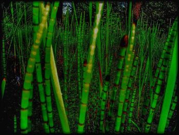 Full frame shot of green grass
