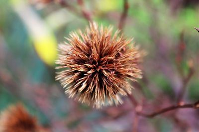 Close-up of wilted plant