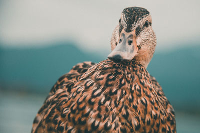 Close-up of a bird