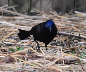 Close-up of bird on field