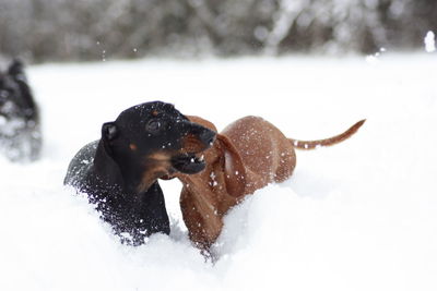 Dog on snow covered field