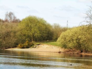 Scenic view of river amidst trees against sky