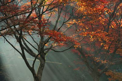 Sun shining through trees