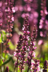 Close-up of pink flowering plant