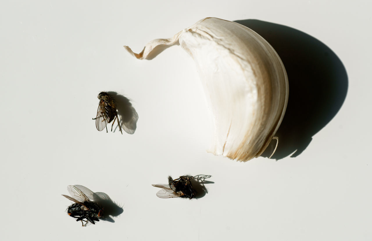 CLOSE-UP OF BEE FLYING