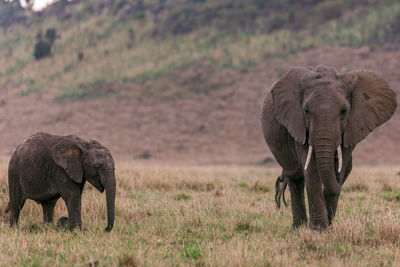 Elephant in a field