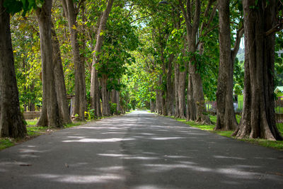 Road amidst trees in forest