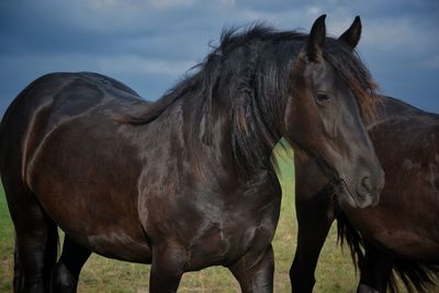 Horse standing in ranch