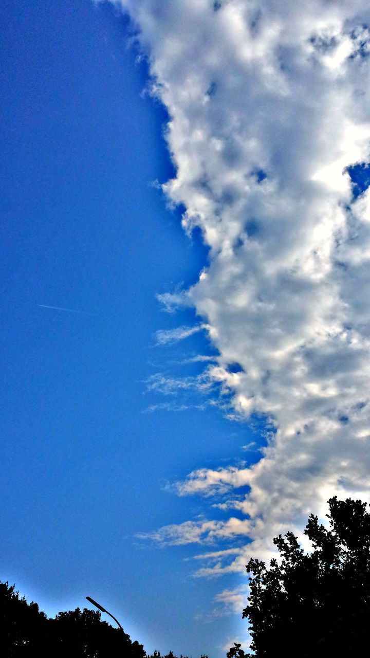 low angle view, sky, blue, beauty in nature, nature, day, no people, cloud - sky, tree, outdoors, tranquility, scenics, growth, contrail, vapor trail