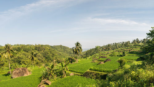 Scenic view of agricultural field against sky