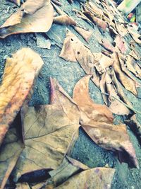 High angle view of dried leaves
