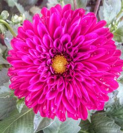 Close-up of pink flower blooming outdoors