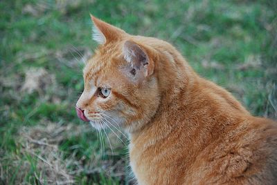 Close-up of a cat looking away