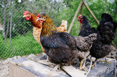 Ducks in a farm