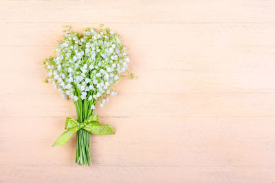 High angle view of plant on table