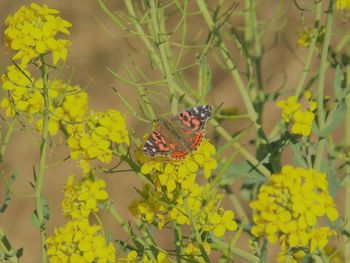 Butterfly on yellow flower