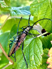 Close-up of insect on leaves