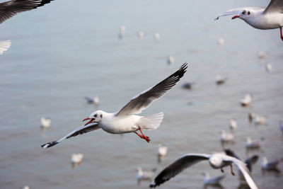 Bird flying over lake