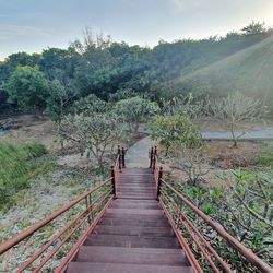 Footbridge amidst trees and plants in forest