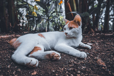 View of a cat resting on a tree